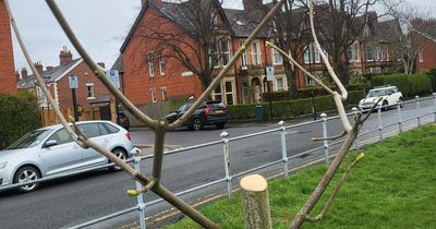 Outrage after newly-planted trees damaged in 'clinical execution' at Jesmond playing fields