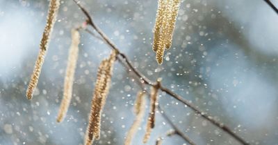 Glasgow's pollen count and what to expect this Easter weekend as sunny weather ahead