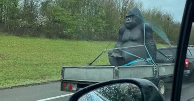 Huge 8ft gorilla statue stolen from Scots garden centre 'spotted on motorway in England'