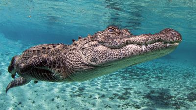 Hiker's video shows alligator noisily munching on python in Florida Everglades