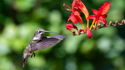 What color flowers should you plant to attract hummingbirds? The experts reveal – plus 5 choices to try