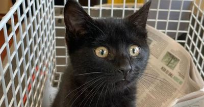 Kitten recovering from cat flu after being found on Luas tracks