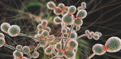 Deadly fungus Candida auris is spreading across US hospitals - a physician answers 5 questions about rising fungal infections
