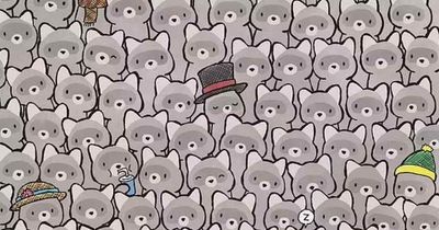 Only those with high IQ can find cat hiding amongst raccoons within 15 seconds