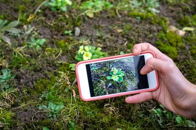 Study: Plant ID Apps Can Be Inaccurate And Risky For Amateur Foragers