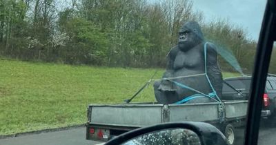 Stolen 8ft gorilla 'Gary' pinched from Carluke 'spotted' hundreds of miles away from home