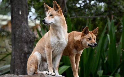 Nura Diya animals and plants help highlight connection to country at Taronga Zoo
