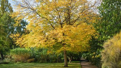 Kentucky coffeetree care and growing guide – expert tips for this robust tree