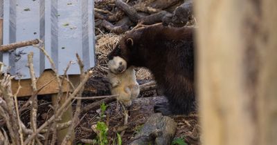 Wild Place visitors spot first glimpse of tiny baby wolverines