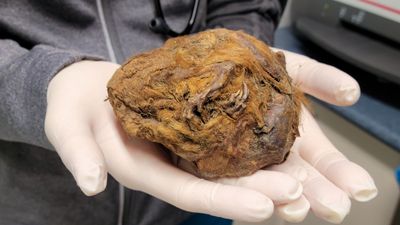 30,000-year-old fur ball hidden in Canadian permafrost is actually a mummified squirrel