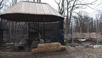 A new home for Rocky the coyote