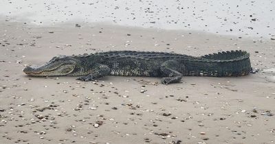 Massive alligator SUNBATHES on beach in 'Jurassic Park' scene with beachgoers terrified
