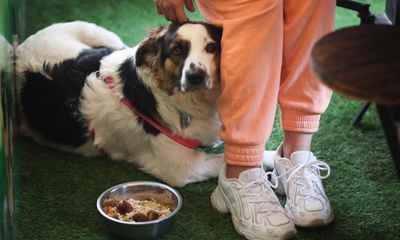 My pet hate: dogs in cafes