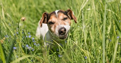 'I'm a vet and this is why your dog eats grass and what it might say about their health'