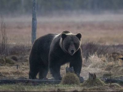 Bear ‘mauls trail runner to death’ after girlfriend reports him missing