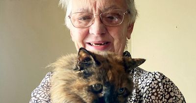 Rescue cat Rosie could be the oldest puss in the world - at the grand old age of 32