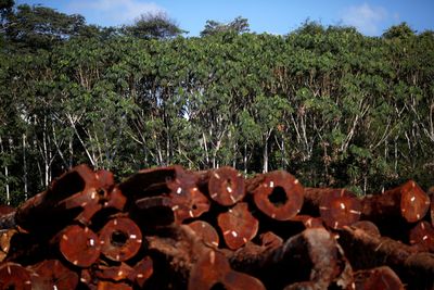 Brazil offers to host August summit for Amazon rainforest alliance