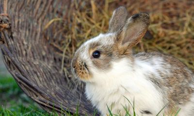 Unable to shoot rabbits this Easter, New Zealand mulls deadly virus to fight ‘plague’
