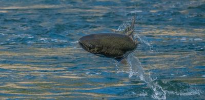 Council approves salmon fishing ban for much of West Coast