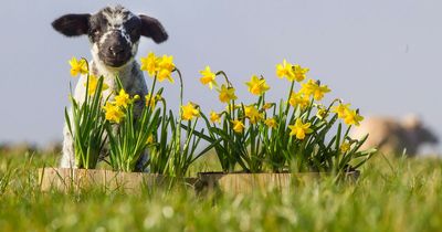 Easter weather as Scotland to bask in sunshine and 17C in 'hottest day of year'