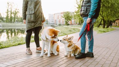 Trainer reveals top mistake we make when introducing reactive dogs to new people — and what to do instead