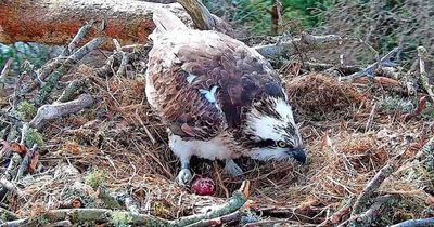Cracking Easter in store as first osprey egg of season is laid at Loch of the Lowes Wildlife Reserve in Dunkeld