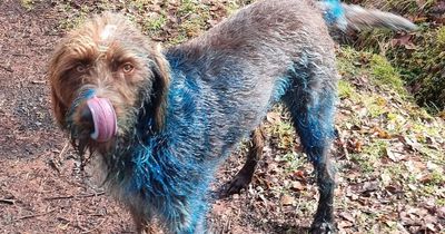 Rascal Rosco not feeling the blues after tree dye encounter in Killin forest