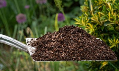 Mulch ado! How to have extremely healthy garden soil