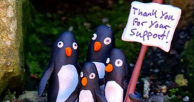 Glasgow's Kelvin Way penguin family reunited after being cruelly 'snatched from home'