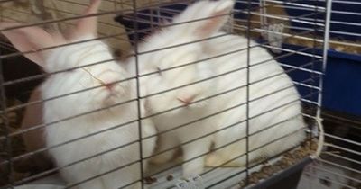 A family bought four rabbits and let them breed until there were 160