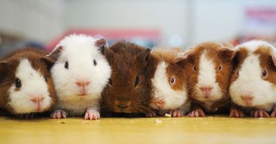 Glasgow man banned from keeping animals as seven Guinea pigs in his care die