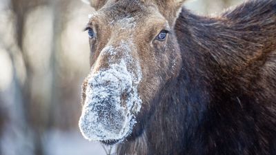 Video shows furious moose trying to trample passing skier in Colorado