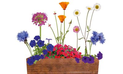 Front of house: pretty ideas for window boxes and planters