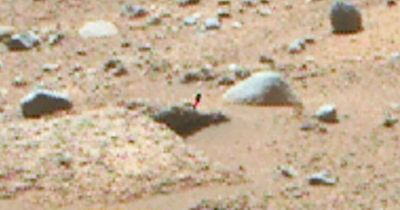 Alien life on Mars '100 percent confirmed' by UFO hunter after pink and green 'plant' found