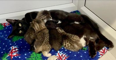 Young cat and six new-born kittens dumped in taped-up cardboard box