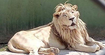 Lions, tigers and pumas among 25 WILD animals rescued by police from property