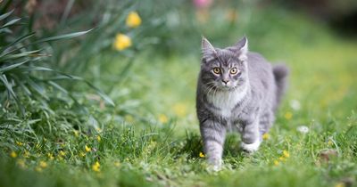 Expert issues warning for gardeners as 'beautiful' spring plants can be deadly for cats
