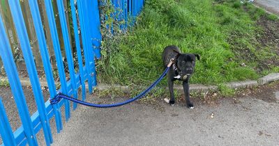 'Defenceless' dog found tied to RSPCA gates