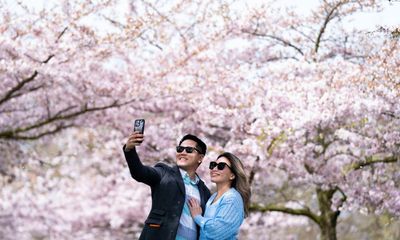 UK hopes to emulate Japan with cherry blossom tourism plans