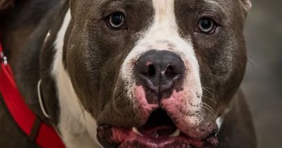 American Bully dog show cancelled after fears voiced over animals' welfare