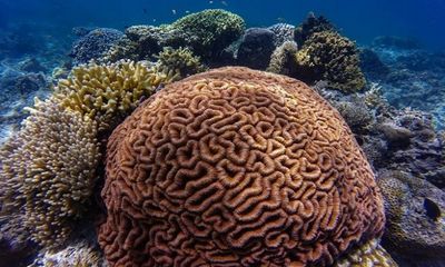 Ocean warming can trigger viral outbreaks within corals