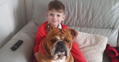 East Lothian family's horror as motorist hits two-year-old dog before 'driving off'