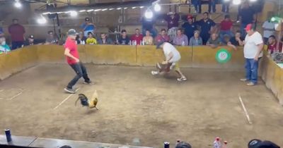 Man savaged by rooster in pit at illegal cockfight spilling his blood in arena