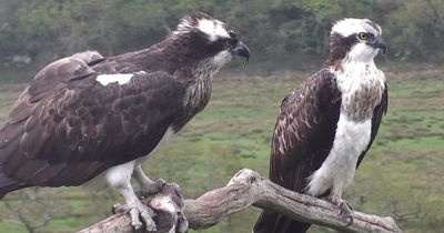 Incredible Osprey that has bred in Wales for decades and helped repopulate her breed here is missing