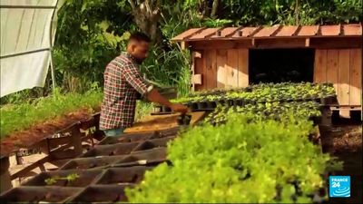 French island of Martinique seeks to reduce reliance on food imports