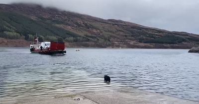 Adorable moment dog waits for ferry to arrive in Skye before leaping aboard