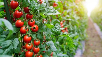 8 common tomato growing mistakes that can ruin your harvest – plus how to avoid them