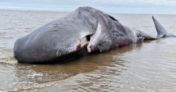 Sperм whale feared dead after washing up on Ƅeach in…