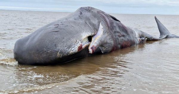 Sperm whale feared dead after washing up on beach in…