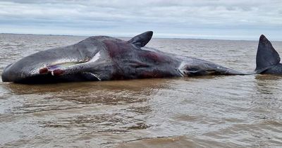 Huge sperm whale washes up on beach in seaside town